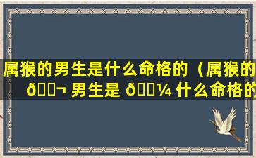 属猴的男生是什么命格的（属猴的 🐬 男生是 🌼 什么命格的呢）